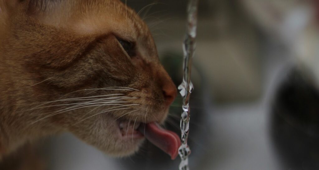 A cat is drinking water from a tap