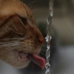 Can You Leave Cat Water Fountains on All the Time?