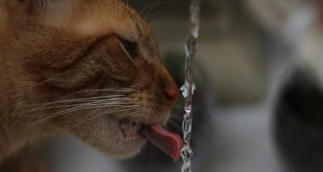 Can You Leave Cat Water Fountains on All the Time?