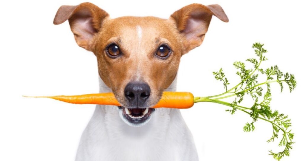 A dog is sitting with a carrot in their mouth