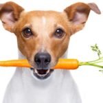 Dog-Friendly Foods You Can Grow in a Greenhouse