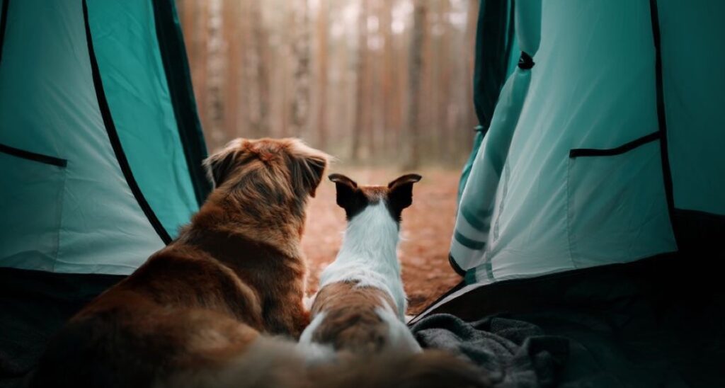 Two dogs are sitting inside a camping tent outside