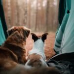 Camping With Your Dog: Safety Tips To Follow