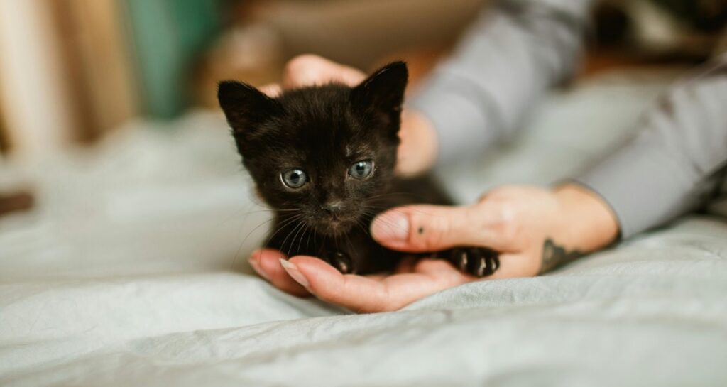 A black kitten is being held in a woman's hand