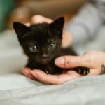 A black kitten is being held in a woman's hand