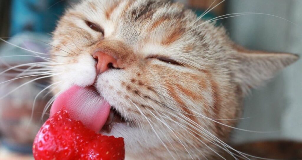 A cat is eating a strawberry