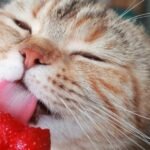A cat is eating a strawberry