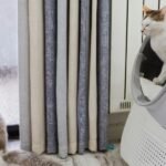 Which Litter Is Best for Cats? A Comprehensive Guide for Wholesalers and Retailers