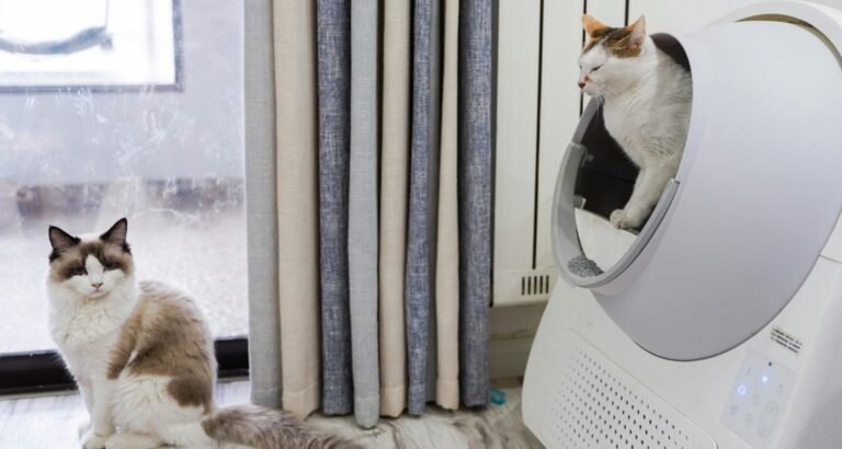 A cat is exiting an enclosed litter box with another cat sitting outside