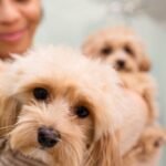 Common Dog Illnesses and Ways to Pay for Emergency Vet Bills