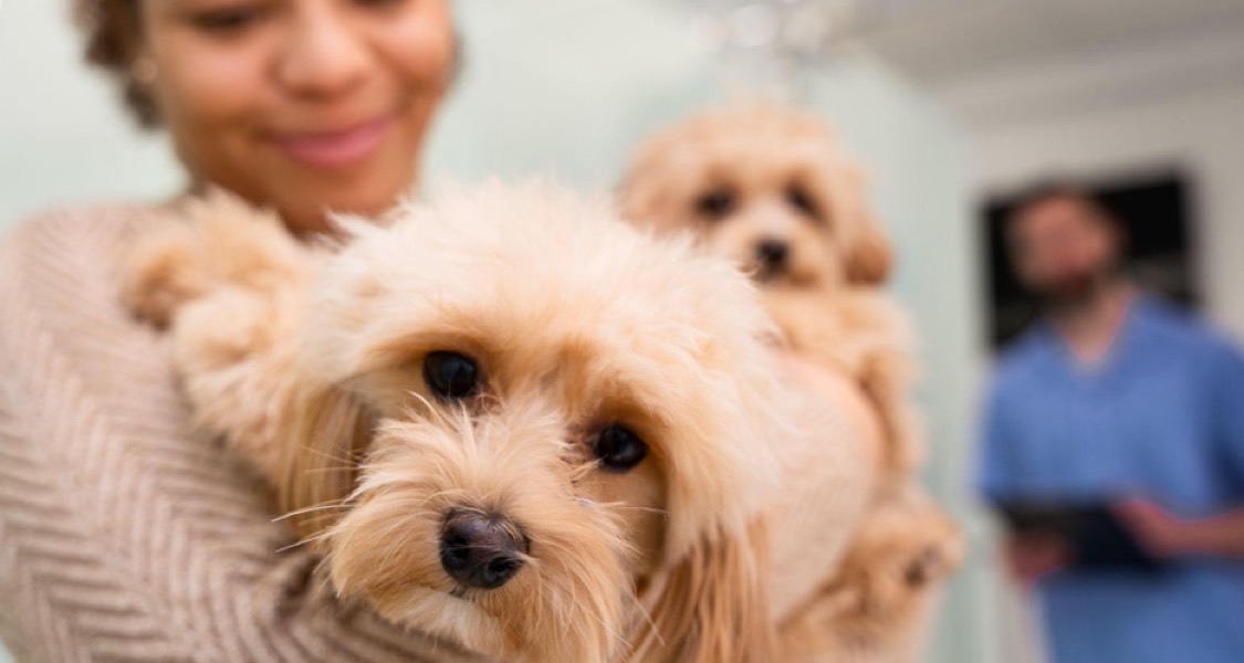 Common Dog Illnesses and Ways to Pay for Emergency Vet Bills