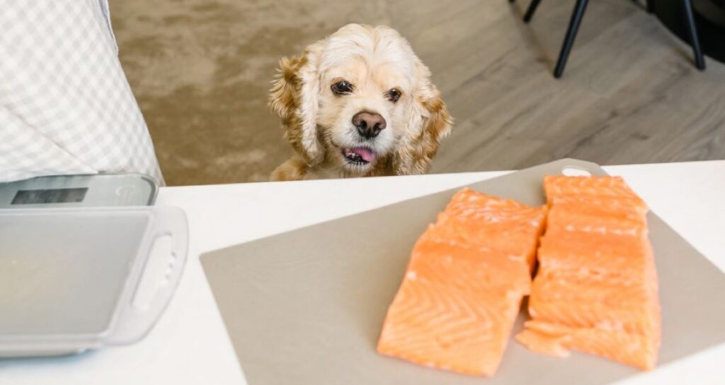 A dog is staring at two pieces of salmon