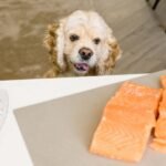 A dog is staring at two pieces of salmon
