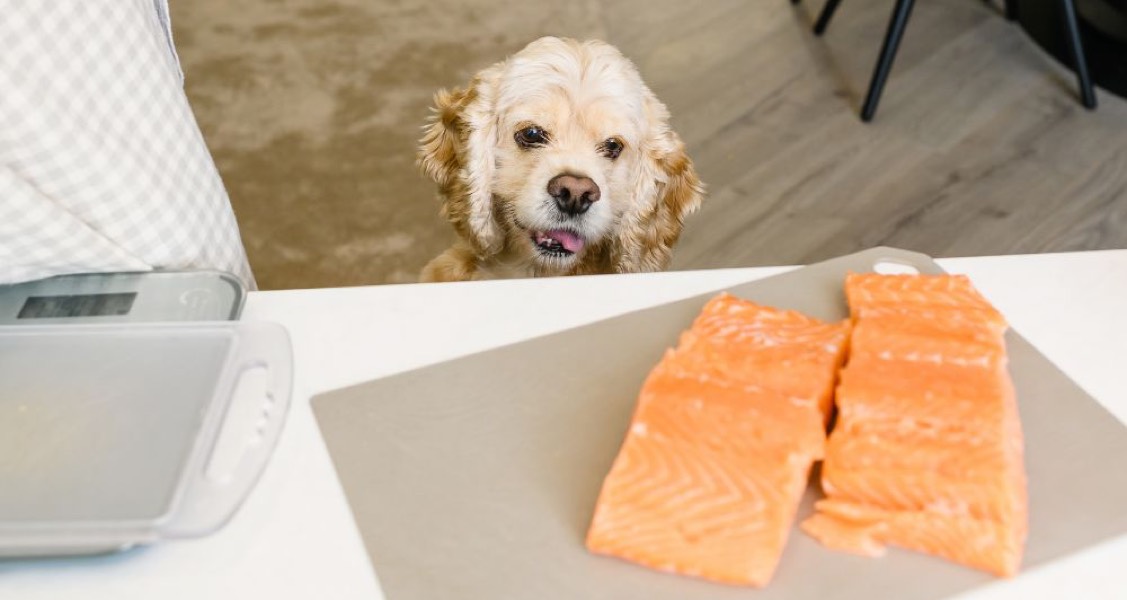 What Type of Seafood Is Safe for Dogs To Eat?