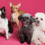 Four dogs sitting together in front of a pink background
