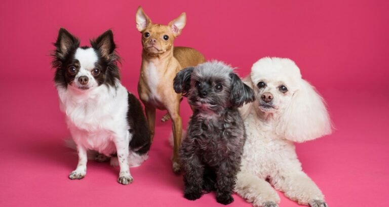 Four dogs sitting together in front of a pink background