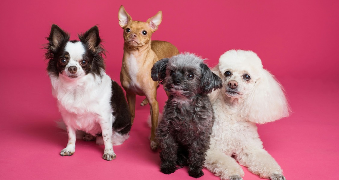 How to Build a Pet Daycare Business That Pets (and Owners) Will Love!