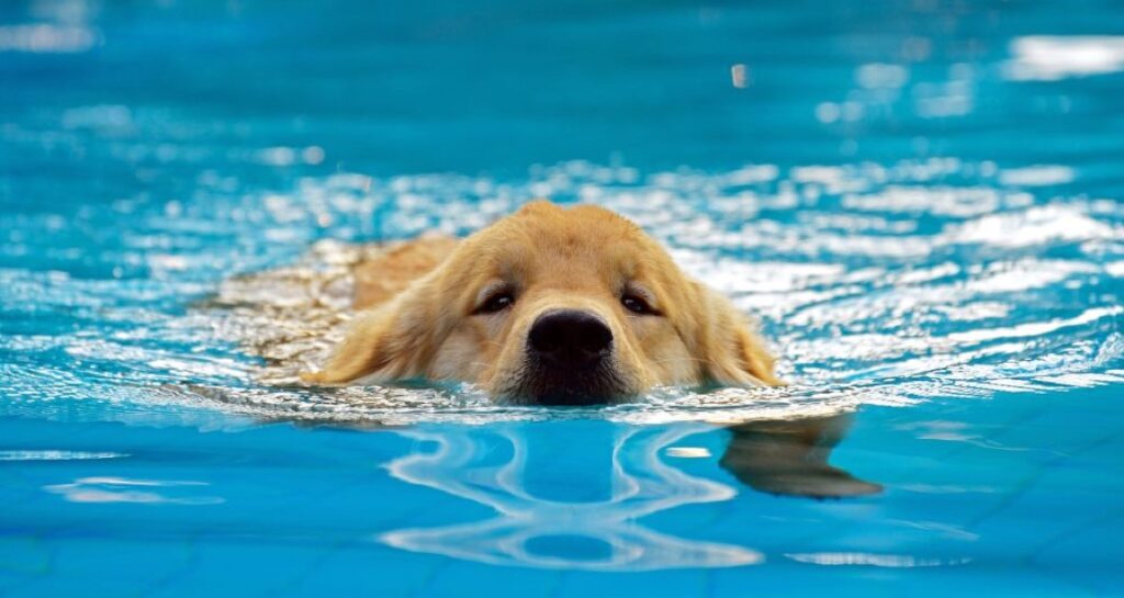 A golden retriever is swimming in a pool