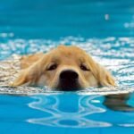 Teaching Your Dog How To Swim: A Step-by-Step Guide
