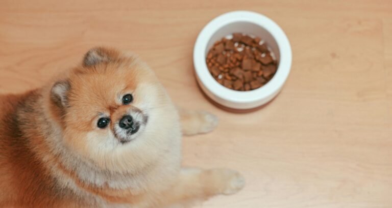 A Pomeranian is sitting beside a bowl of pet food
