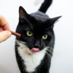 A tuxedo cat is being given a treat by hand
