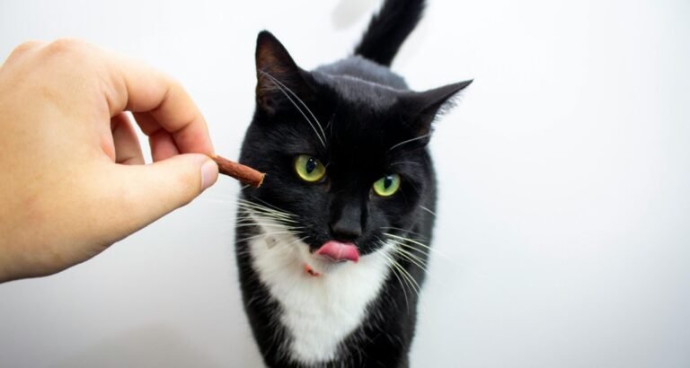 A tuxedo cat is being given a treat by hand