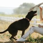 How Dog Training Aids Can Improve Your Pet’s Health and Behaviour