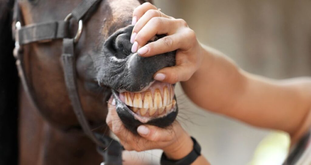 A woman is opening a horse's mouth to view their teeth