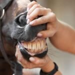 Common Dental Problems in Horses and Their Signs
