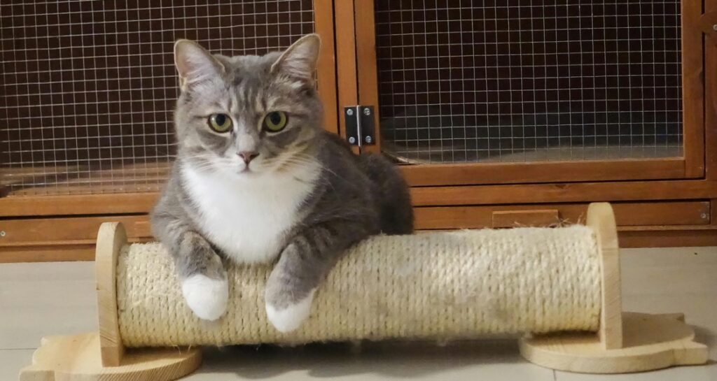 A cat is sitting on a cat scratcher