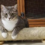 A cat is sitting on a cat scratcher
