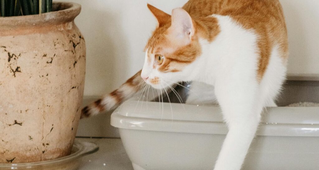 A cat is walking out of a litter box