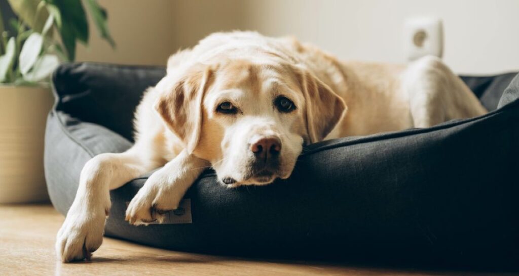 A dog is lying in their bed