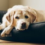 A dog is lying in their bed