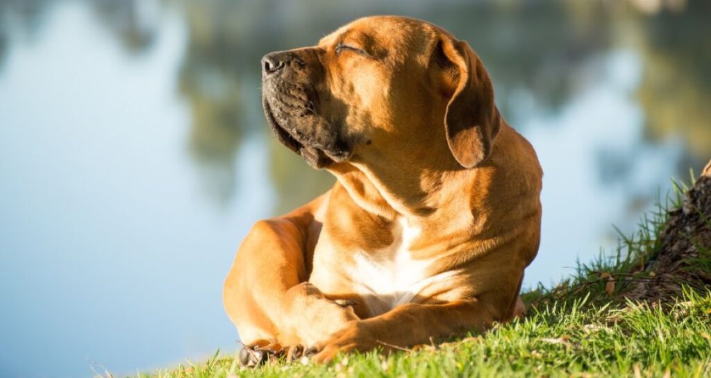 A dog is sitting in the sun