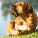 A dog is sitting in the sun