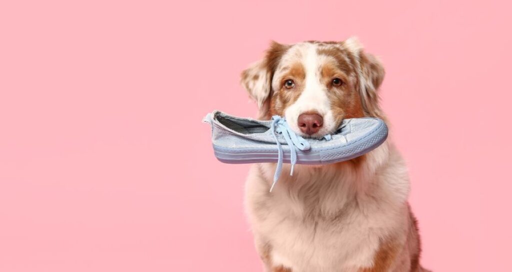 A dog with a shoe in its mouth