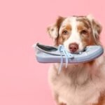 5 Reasons Why Your Dog Chews Things They Shouldn’t