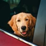 Your First Car Ride with Your Pet: What to Know