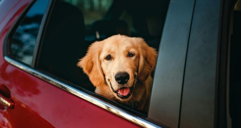 A golden retriever is looking through a car window