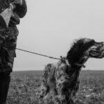 A military dog is on a leash outside