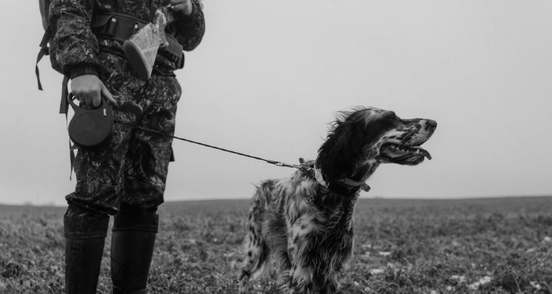 Caring for a Retired Working Dog: Health, Wellness, and Enrichment Tips