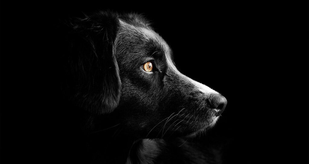 Profile shot of black dog