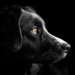Profile shot of black dog