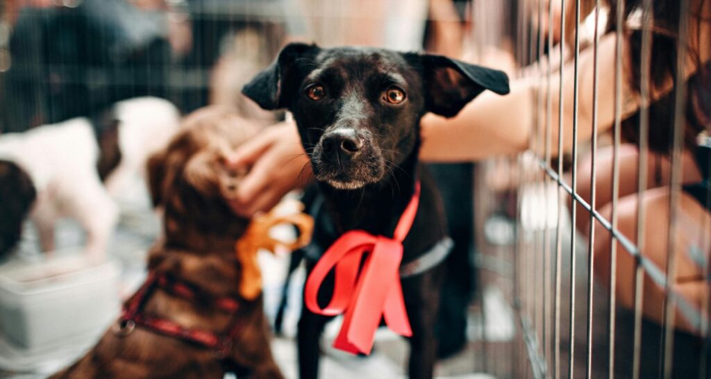 Shelter dog with red bow around neck