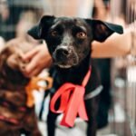 Shelter dog with red bow around neck