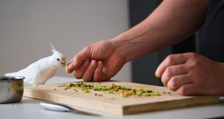 A white bird is being fed vegetables by a person's hand