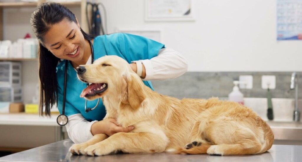 A dog is being examined by a veterinarian on an exam table