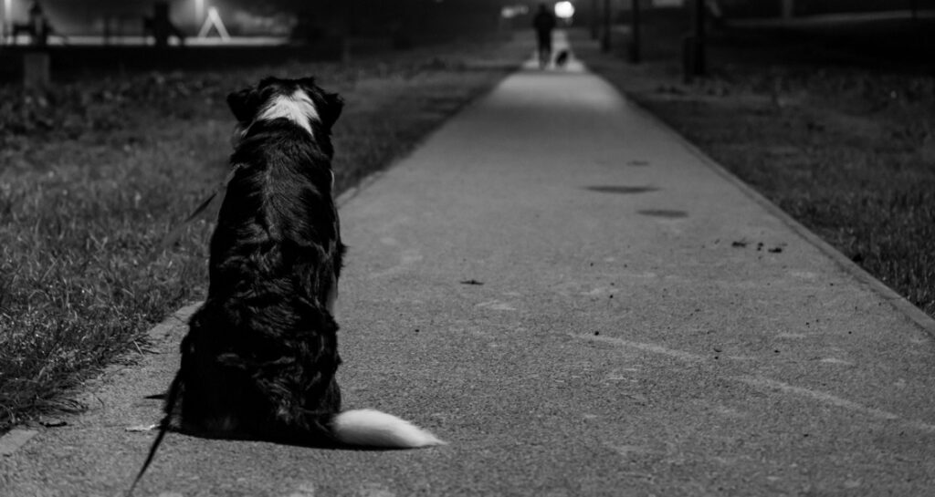 Dog wearing a leash is sitting on the pavement at night