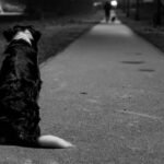 Walking at Night? Safety Tips Every Dog Owner Should Follow